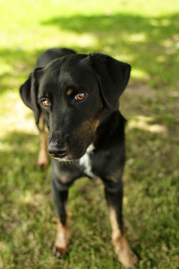Nicky - Labrador Retriever mix