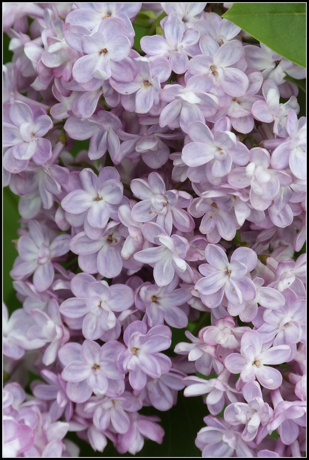 Ma Planete Jardin Le Temps Des Lilas