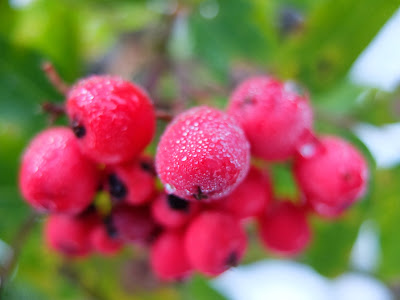 Sitka Mountain Ash (Sorbus sitchensis) Berries