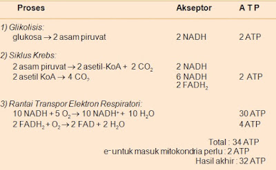 Metabolisme Sel Metabolisme Sel