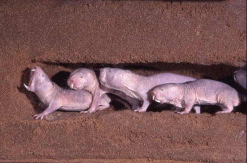 The name says, Naked Mole-Rats it all about their appearance, being among the weirdest animals.