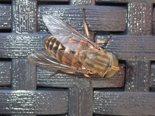 Tabanus sudeticus Tabanus sudeticus