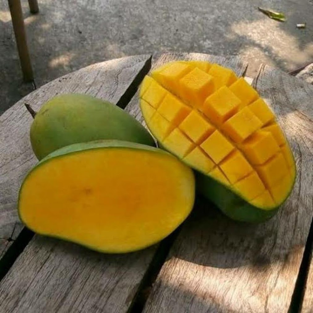 PROMOO A1 BIBIT POHON MANGGA ARUM MANIS TANAMAN BUAH MANGGA HARUM MANIS HOT Bontang