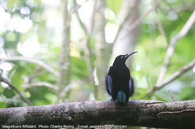 Paradise bird of Tropical Rainforest of West Papua