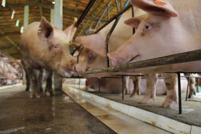 Governo adota medidas para prevenir entrada da peste suína clássica em Sergipe Governo adota medidas para prevenir entrada da peste suína clássica em Sergipe