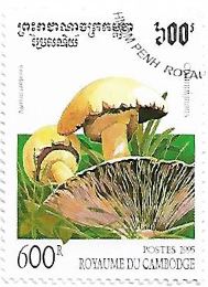 Selo Agaricus campestris Selo Agaricus campestris