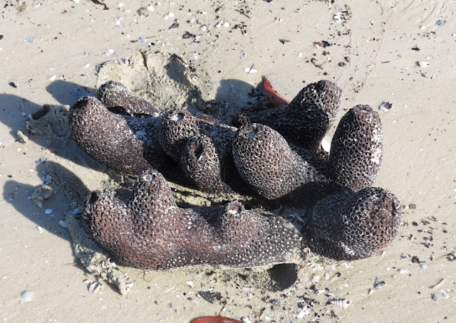 Sea Sponge - Bunche Beach Sea Sponge - Bunche Beach