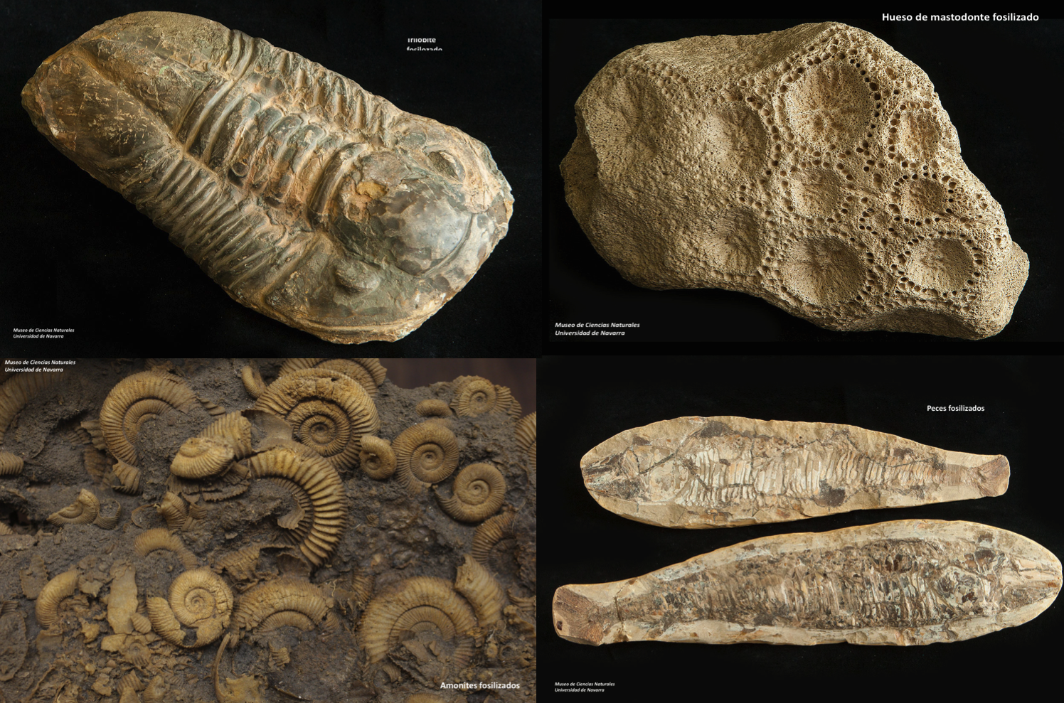 Ver La Espada en la Piedra / Merlin el Encantador Online y