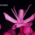 Flores Rosadas - Panasonic HC-V160