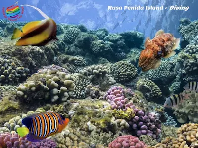 Nusa Penida Island - Diving