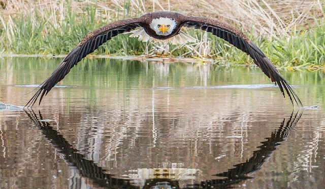 Fotógrafo amador faz registro de águia e imagem vira notícia no mundo