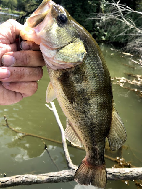 Largemouth Bass in North Park Lake Pittsburgh