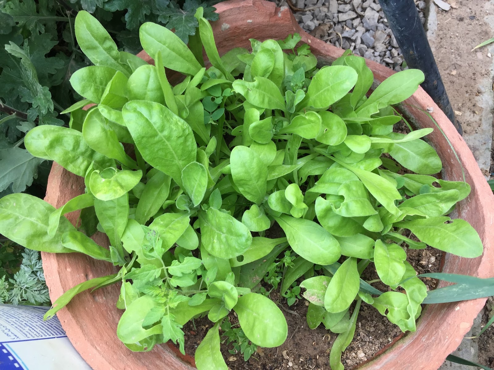 How To Grow Calendula