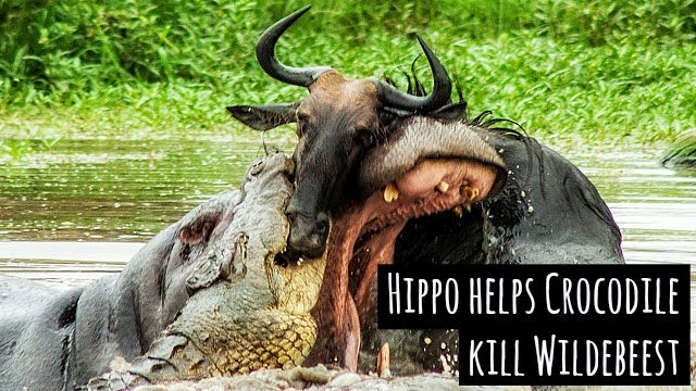 Watch in a rare encounter a hippo helps crocodile take down a wildebeest via geniushowto.blogspot.com wildlife encounter videos