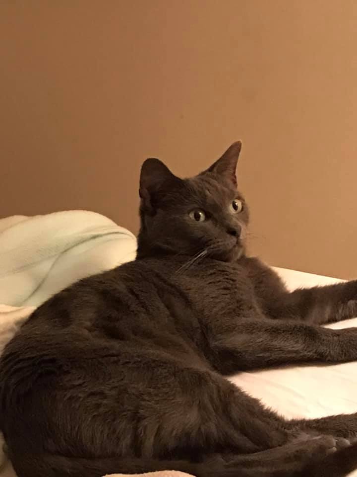 Zoe Moonshadow - Russian Blue cat