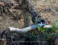 Feral cat lying on down tree in forest