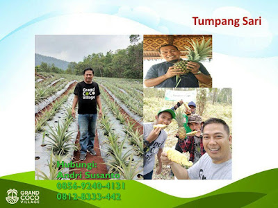Kavling Kelapa Kebun di Kalimantan - Investasi Kavling Produktif Grand Coco Village Kavling Kelapa Kebun di Kalimantan - Investasi Kavling Produktif Grand Coco Village