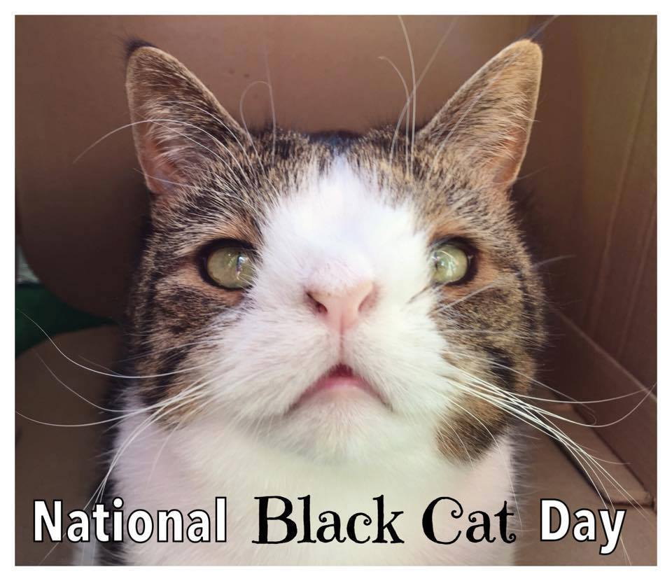 National Black Cat Day Wishes Images