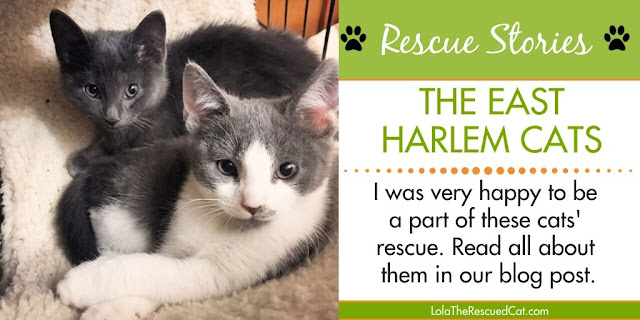 east harlem cats|rescue stories