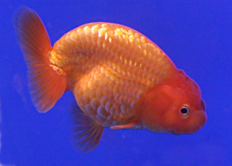 goldfish aquarium vastu shastra goldfish aquarium vastu shastra