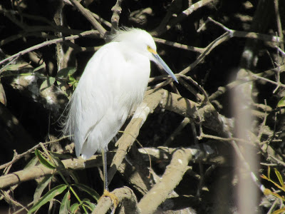 Snowy Egret