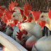 Ιωάννινα: Πέταξαν 1000 νεκρά πουλερικά σε τάφρο – Έρευνα για τον εντοπισμό του δράστη