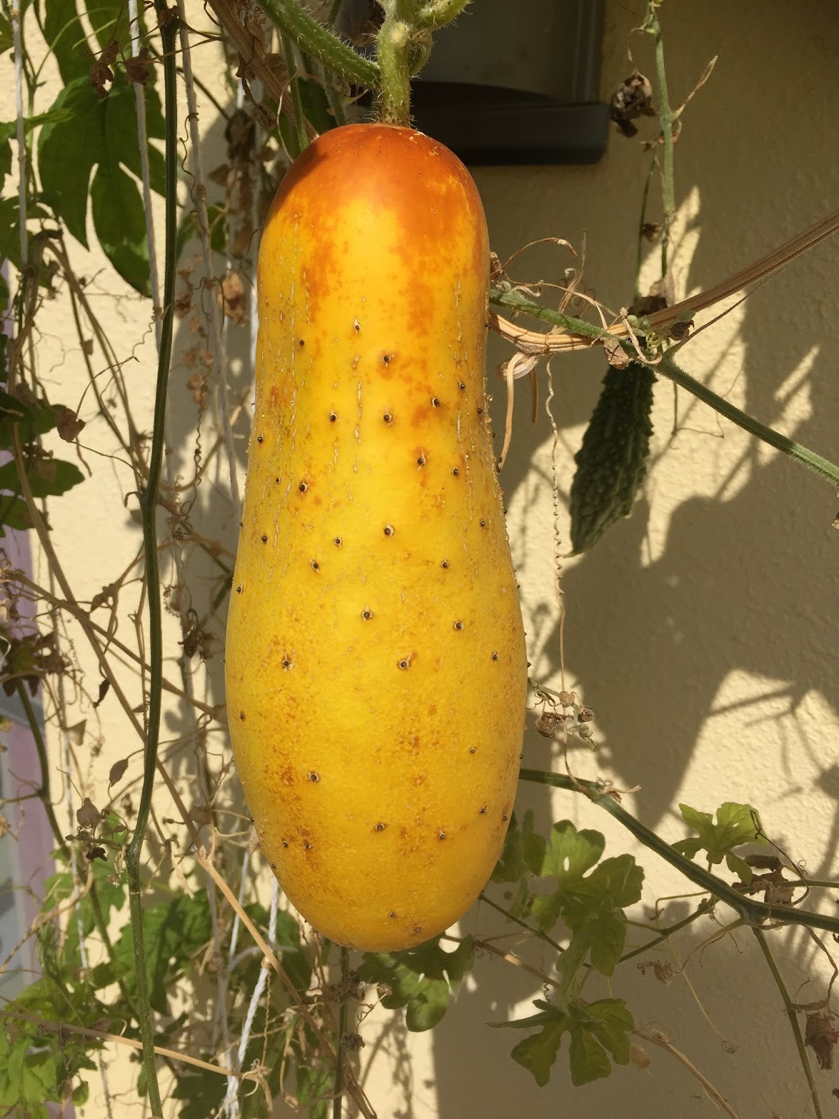 Okinawa Gardener Red Cucumber (Moi)