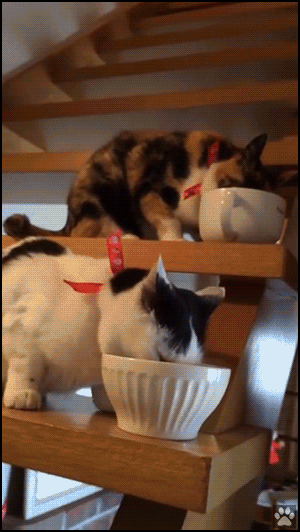 Amazing Cat GIF • Dinner time for 5 cats eating together on stairs in sync. Happy family ♥ Amazing Cat GIF • Dinner time for 5 cats eating together on stairs in sync. Happy family ♥
