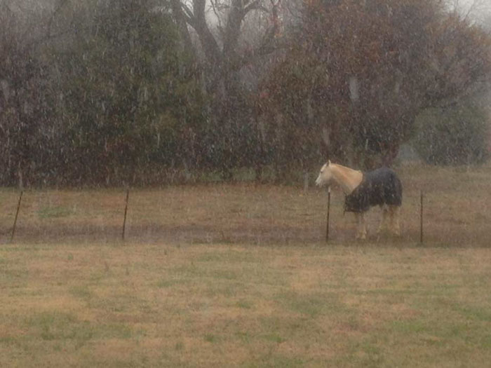 Meet Tango, The Hilariously Stupid Horse That Has Gone Viral Meet Tango, The Hilariously Stupid Horse That Has Gone Viral