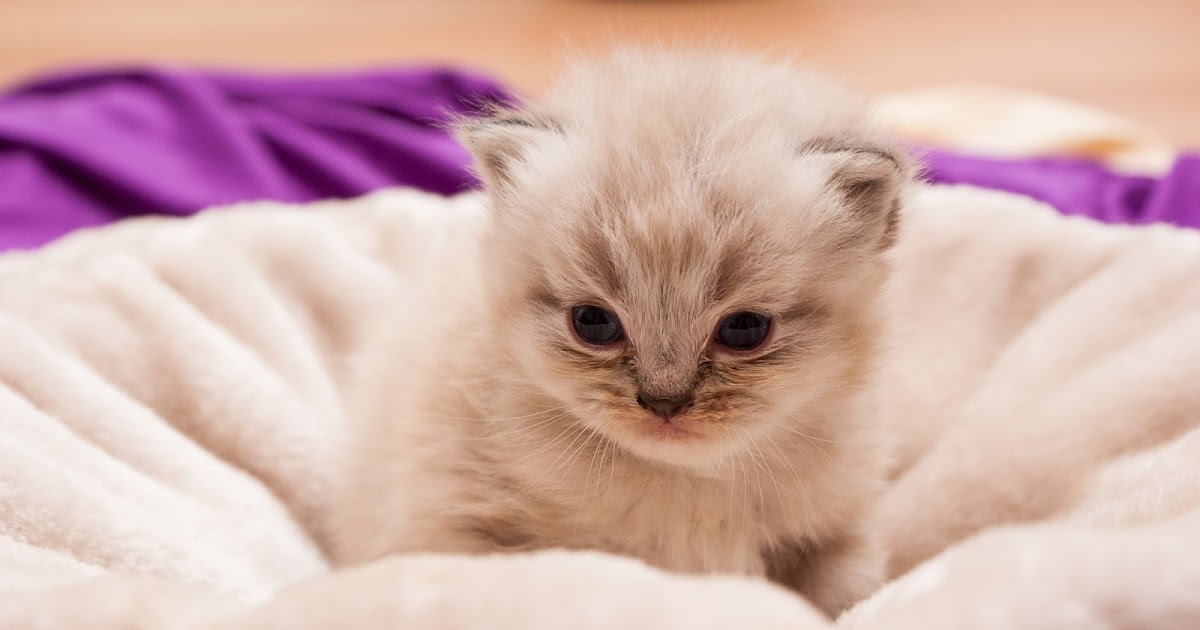 Caring For Persian Cats