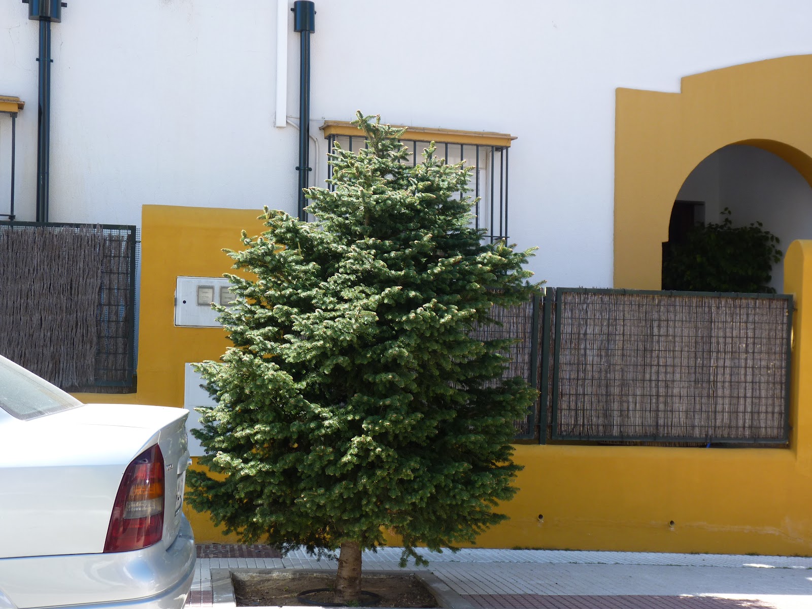 Ubrique en verde Árboles exóticos