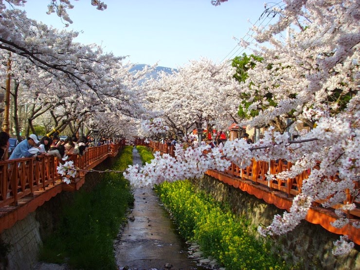 2. Changwon City, South Korea - Top 10 Blooming Cities in Spring