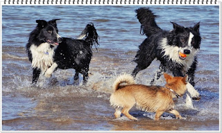 영리한 개 보더콜리 지능 탈모 6