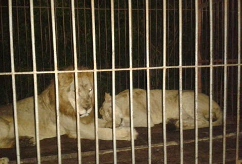 STOP AL MALTRATO ANIMAL: Hallan en México a dos leones abandonados