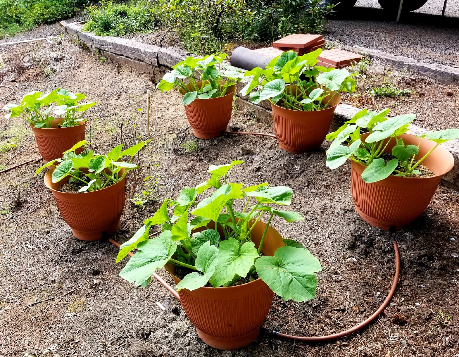 Susie's Reviews The Daisy Rain Garden Systems Self Watering Sprinkler