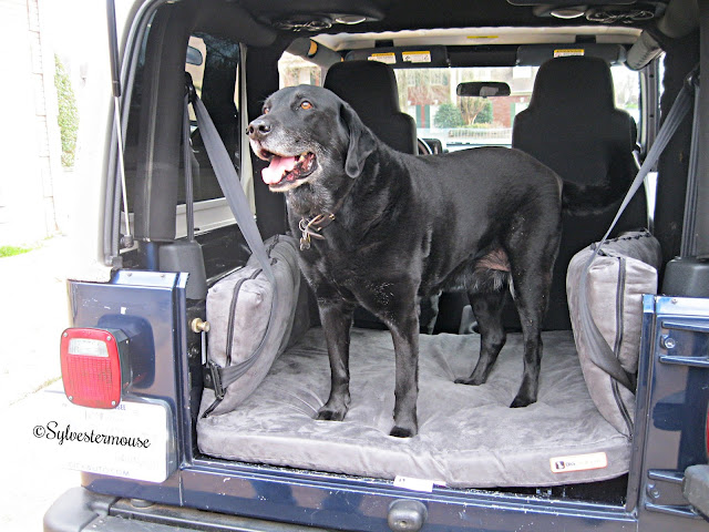 labrador retriever standing on a Backseat Barker Dog Bed in the back of a jeep
