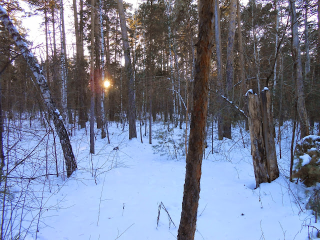 Свет солнца сквозь деревья