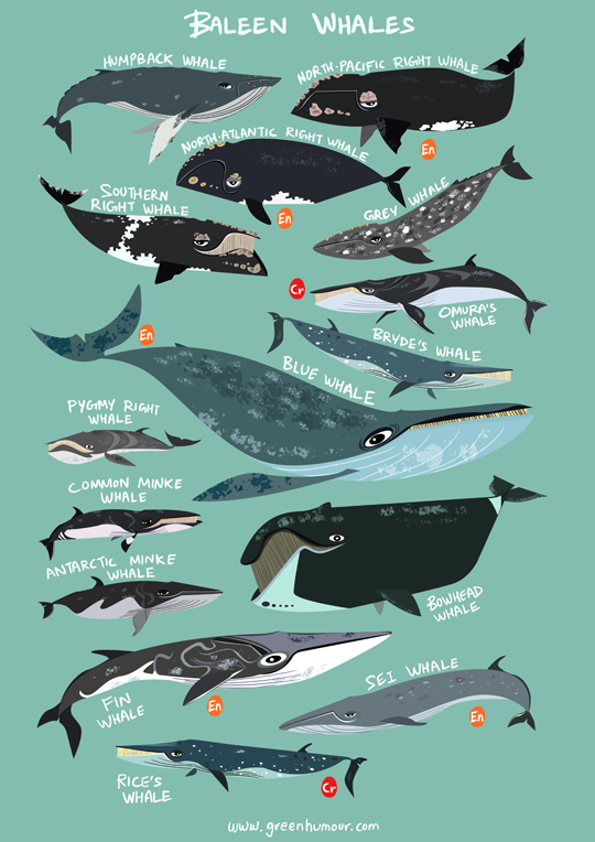 Green Humour: Baleen Whales