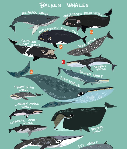 Green Humour: Baleen Whales