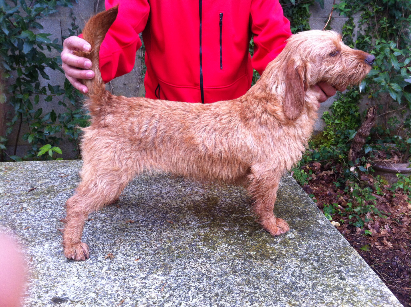 Basset leonado de Bretaña Las Dunas 2013