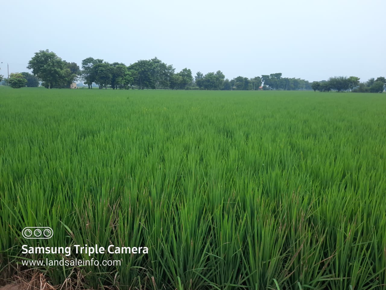 benipal property advisor industrial land