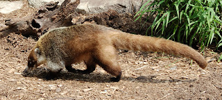 Ak burunlu koati (Nasua narica)