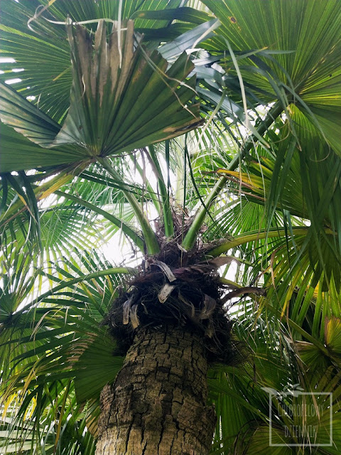 Liwistona chińska (Livistona chinensis) z nasion, czyli jak wysiać palmę z pestki w łatwy sposób, siew palm w domu w Polsce, jak siać liwistonę chińską, uprawa w doniczce, hodowla palm, ile, jak długo kiełkuje palma z siewu, jakie warunki, jaka temperatura, jak łatwo wysiać palmy mrozoodporne, siewki, dziwne nasiona, chińskie palmy i rośliny ozdobne z nasionek.