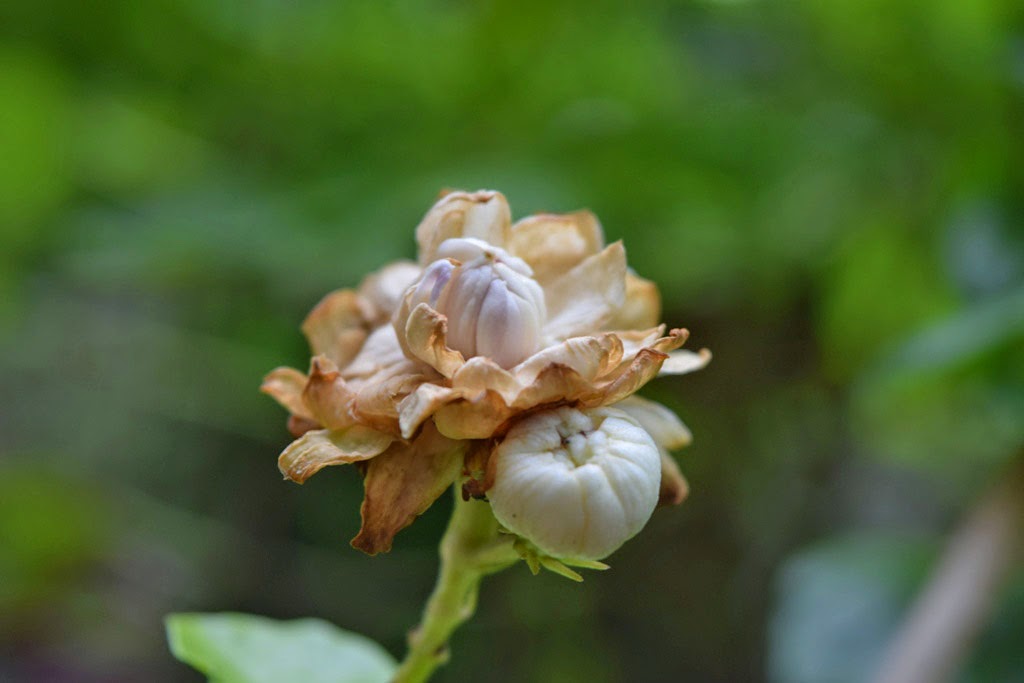 Mariette S Back To Basics Jasminum Sambac Jasmine Grand Duke Of Tuscany