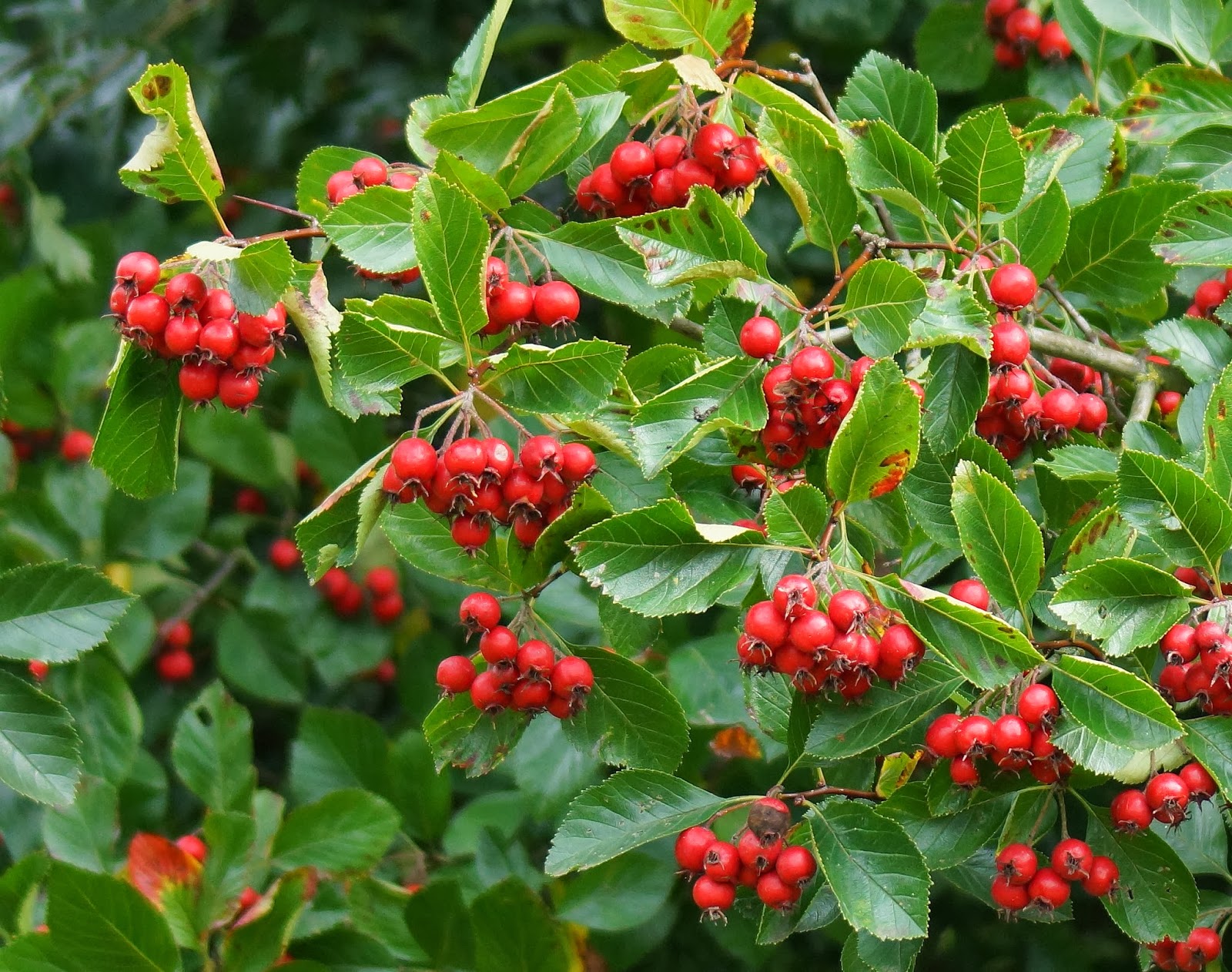 Wino Wendys Wildlife World : Its Autumn at Cranford Park