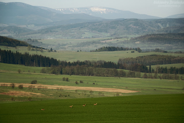 Lot Balonem - relacja, zdjęcia Aleksandra Strzelecka