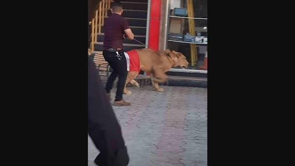 Greget, Demonstran Irak Bawa Singa untuk Lawan Anjing Polisi
