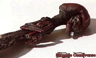 Tο Πλάσμα της Χιλής