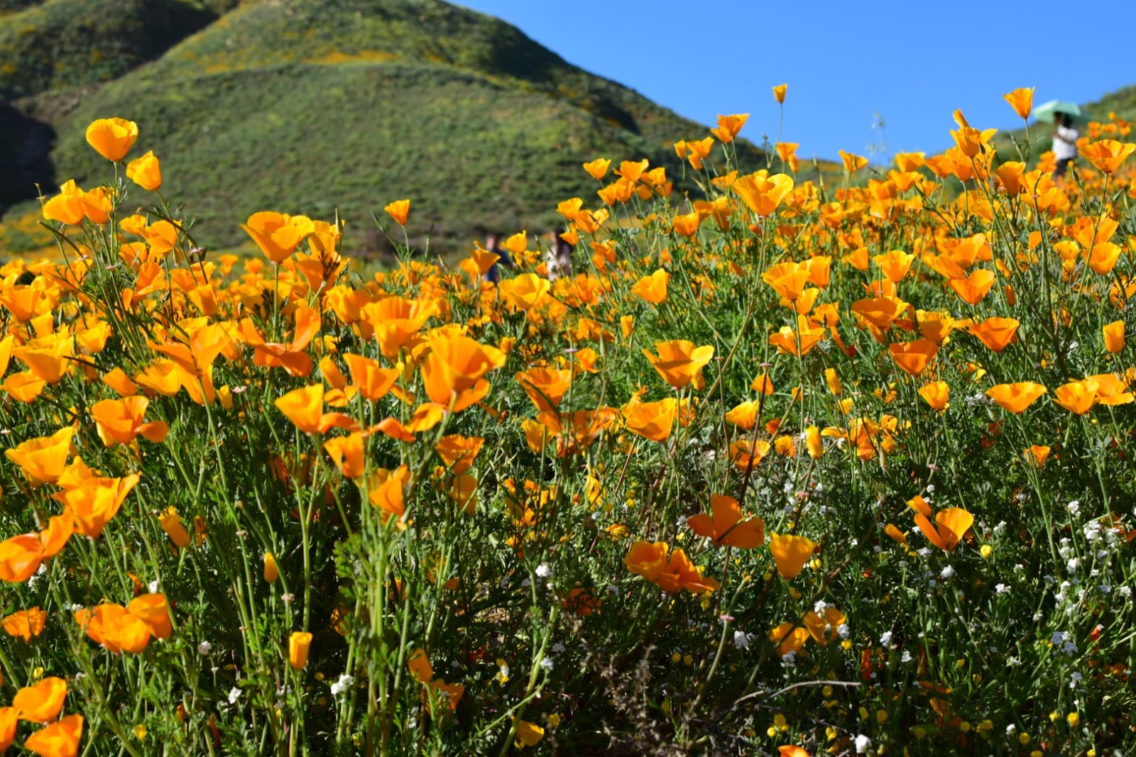 DESERT SUPERBLOOM // WALKER CANYON, CA