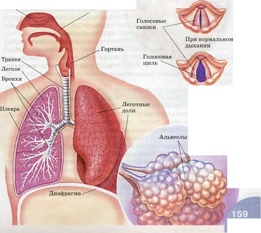 Схема строения органов дыхания. Подпишите указанные на нем структуры дыхательной системы. Схема строения органов дыхания человека. Общая схема строения дыхательной системы. Дыхательная система человека рисунок с подписями.